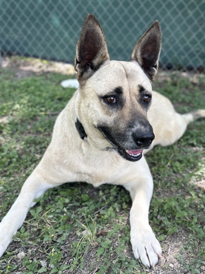 Pet Photo