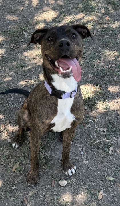 Pet Photo