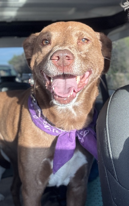 Pet Photo