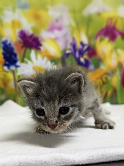 Pet Photo