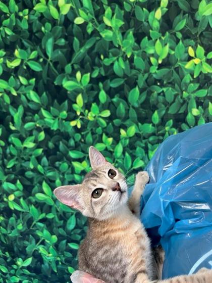 Pet Photo