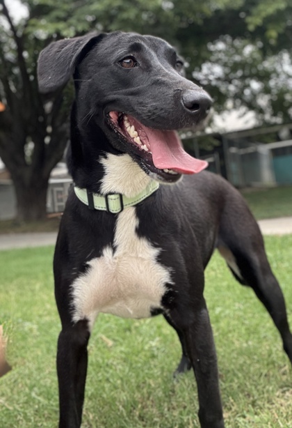 Pet Photo