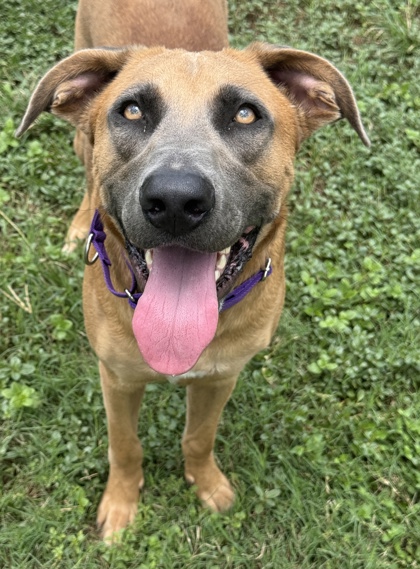 Pet Photo