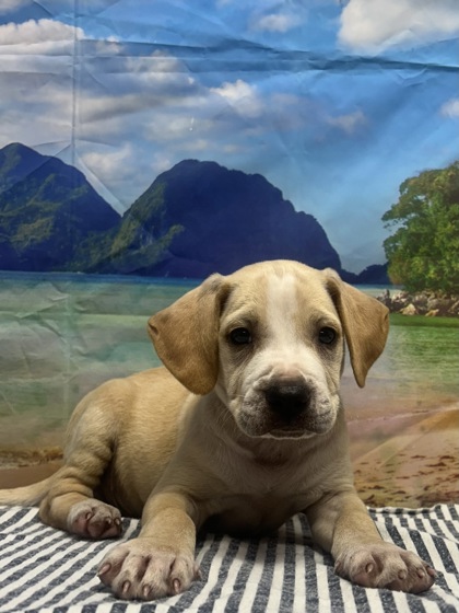 Foto de mascota