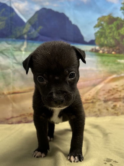 Pet Photo