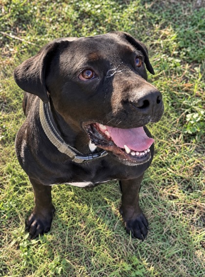 Pet Photo