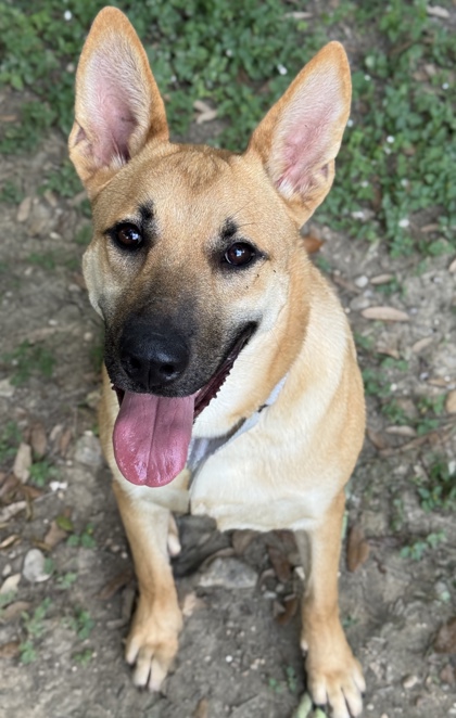 Pet Photo