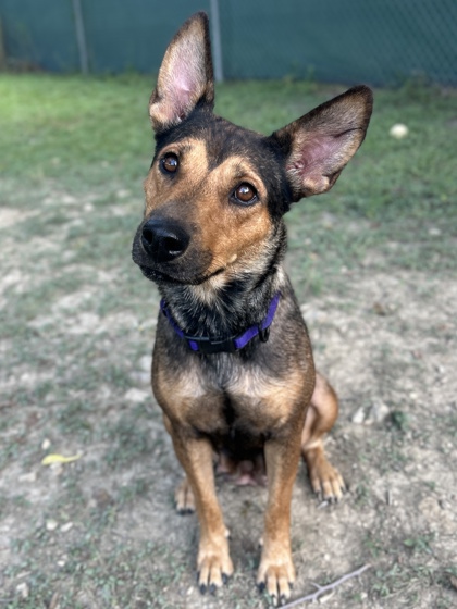 Pet Photo