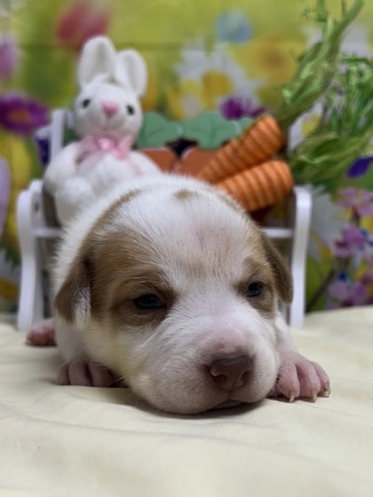 Pet Photo