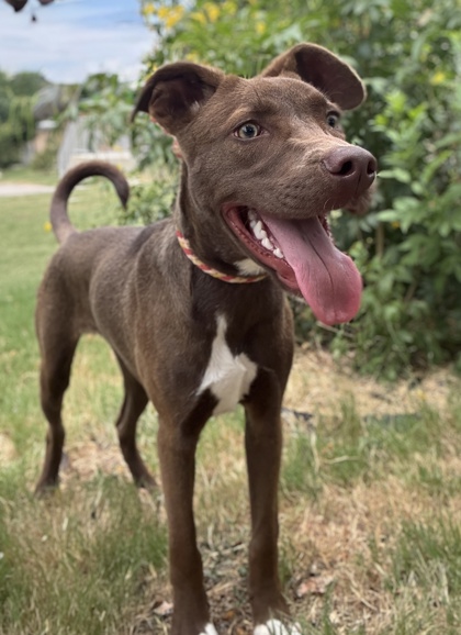 Pet Photo