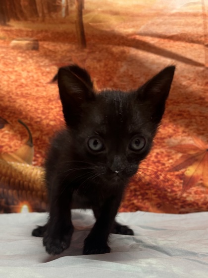 Foto de mascota
