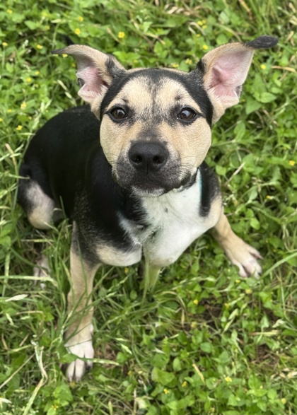 Pet Photo