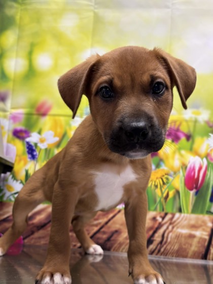 Pet Photo