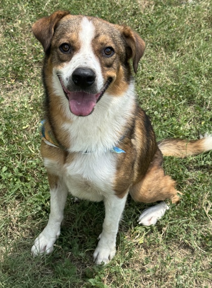 Pet Photo