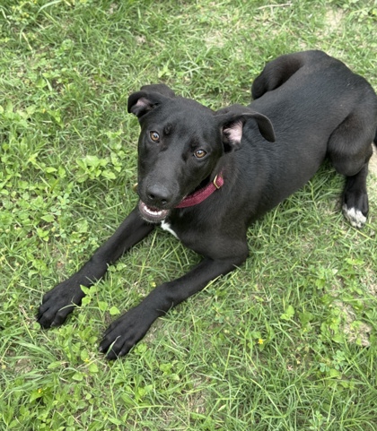 Foto de mascota