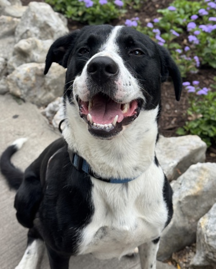 Pet Photo