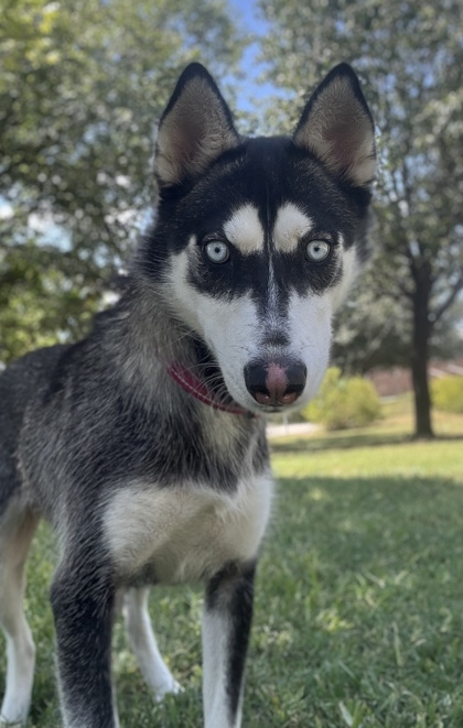 Pet Photo