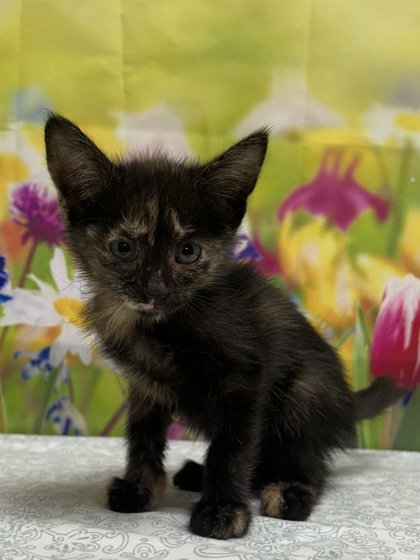 Pet Photo