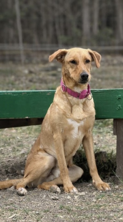 Pet Photo