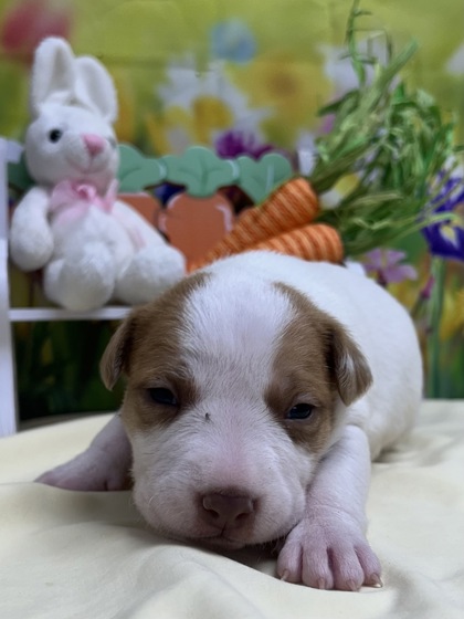 Pet Photo