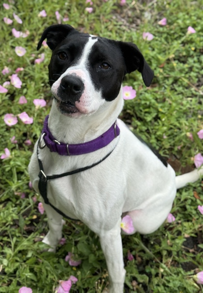 Pet Photo