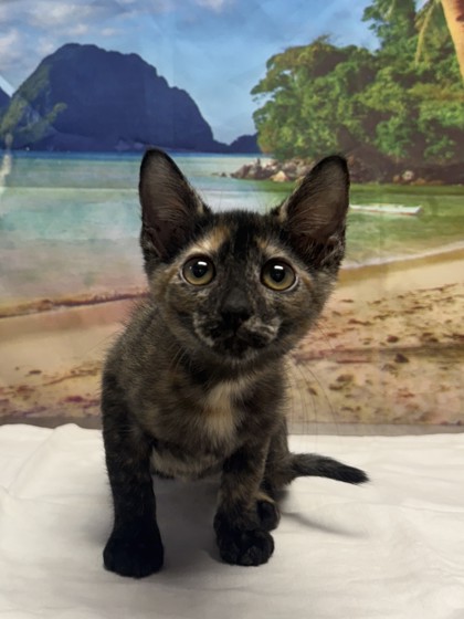 Pet Photo