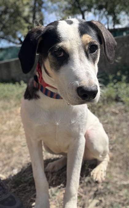 Pet Photo