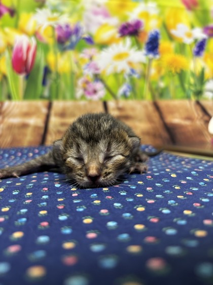 Pet Photo