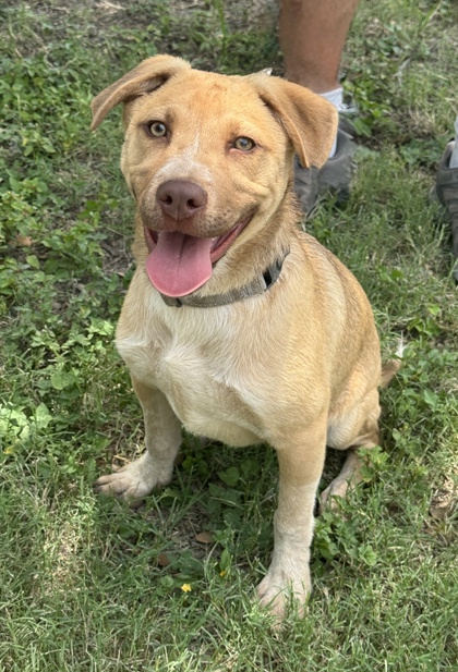 Pet Photo