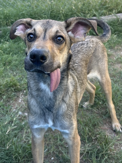 Pet Photo