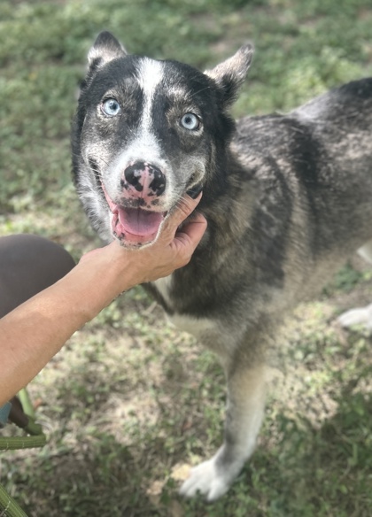 Pet Photo