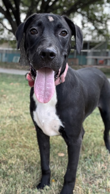 Pet Photo