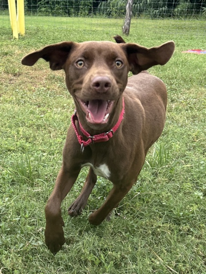 Pet Photo