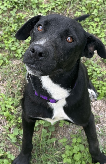 Pet Photo