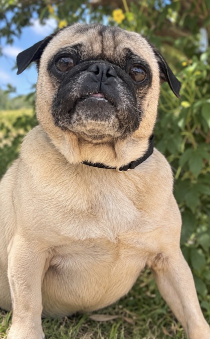 Pet Photo