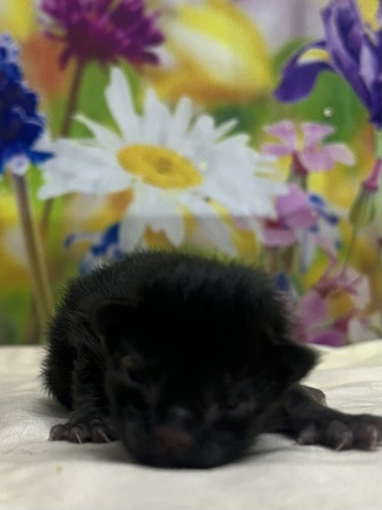 Foto de mascota