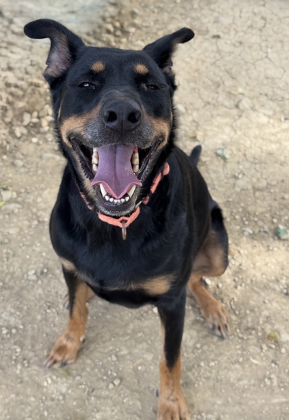 Pet Photo