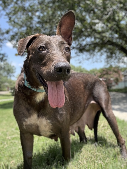 Pet Photo