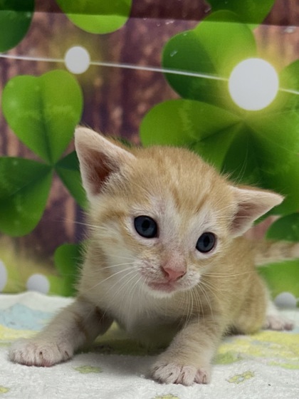 Foto de mascota