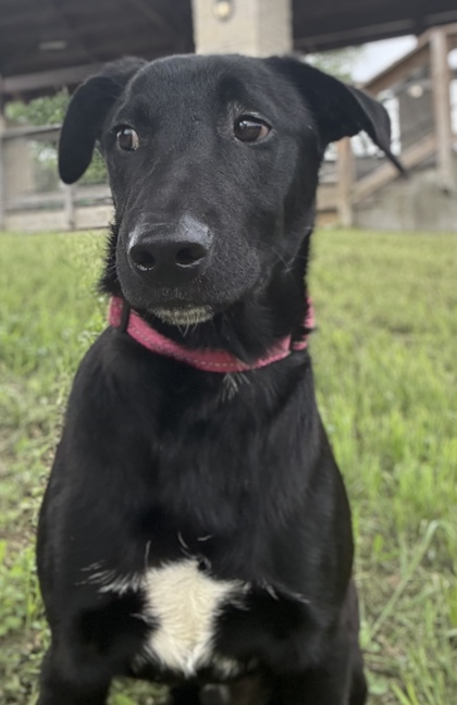 Pet Photo