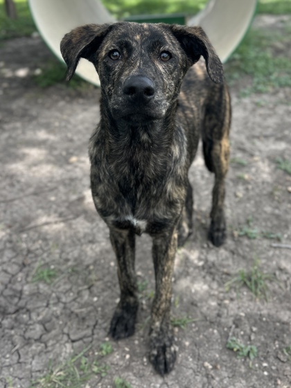 Pet Photo