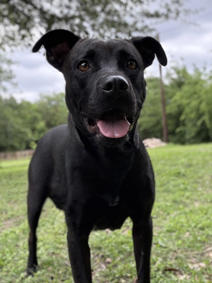 Foto de mascota