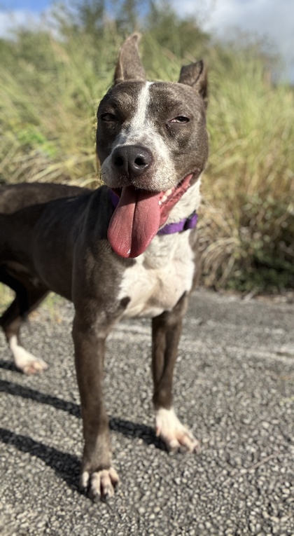 Pet Photo