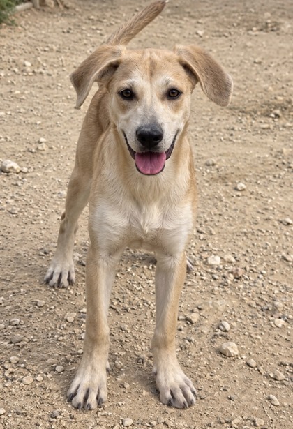 Pet Photo