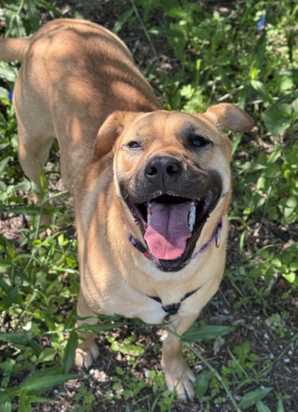 Pet Photo