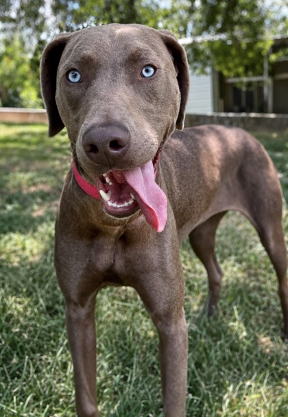 Pet Photo