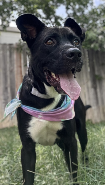 Pet Photo