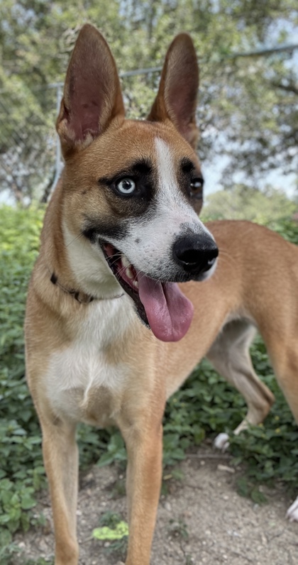 Pet Photo