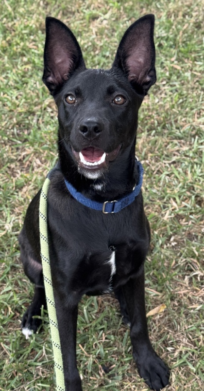Pet Photo