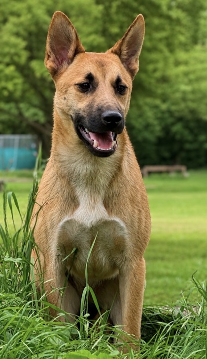 Pet Photo